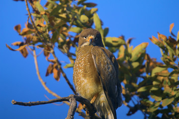 White Eyed Buzzard, Butastur teesa Nagpur, Maharashtra