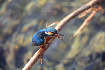 Common kingfisher or River kingfisher(Alcedo atthis) in Japan