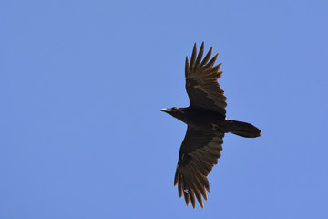 Common raven (Corvus corax), Greece