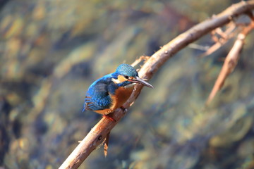 Common kingfisher or River kingfisher(Alcedo atthis) in Japan