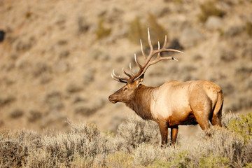 Bull Elk