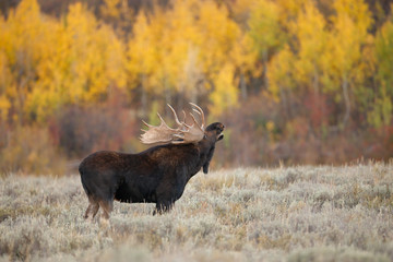 Bull Moose