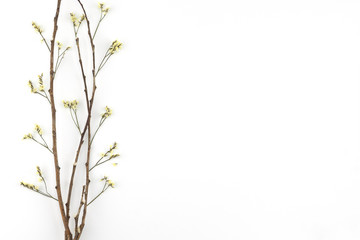 Yellow limonium caspia flowers with brown branch on white background with copy space