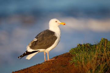 Western Gull