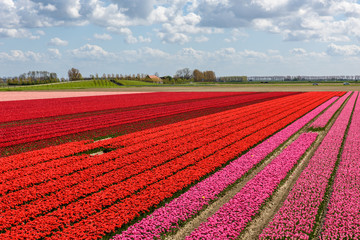 Fototapeta na wymiar Tulip fields with red and pink tulips