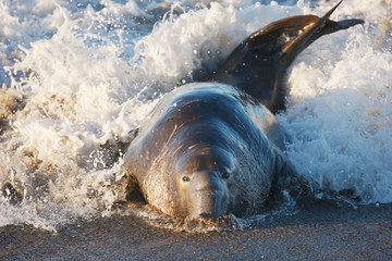 Elephant Seal