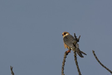 Red-footed Falcon (Falco vespertinus), Crete