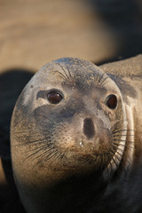 Elephant Seal