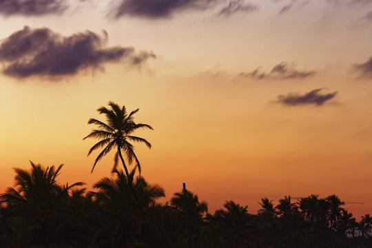 Caribbean, Dominican Republic, Punta Cana, Playa Bavaro, silhouettes of palms at sunset