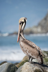 Pelican