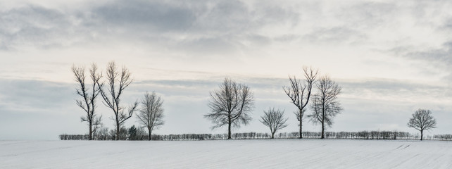 Fototapeta premium Tree Line In Snow