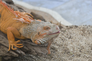 The lizard sits and looks