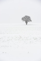 Lone Tree In Winter