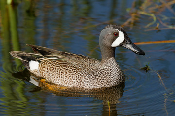 Blue-winged Teal