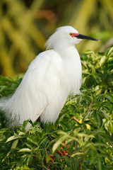 Snowy Egret