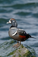 Harlequin Duck