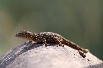 gekko al sole agosto 2017