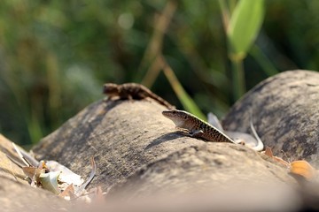 gekko al sole agosto 2017