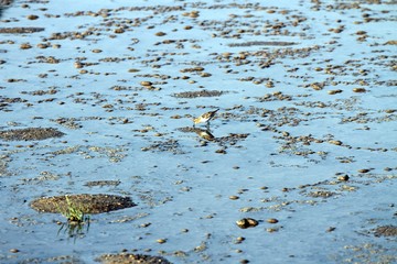 riserva naturale di vendicari, siracusa, sud della sicilia