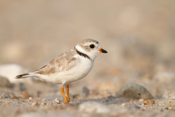 Piping Plover