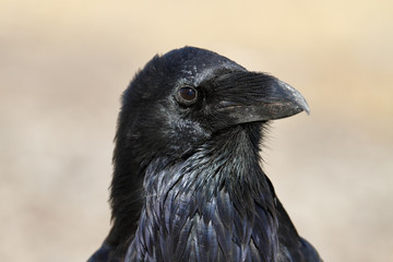 Raven