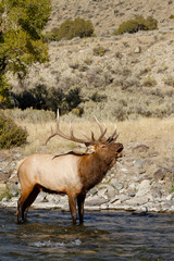 Bull Elk in a River