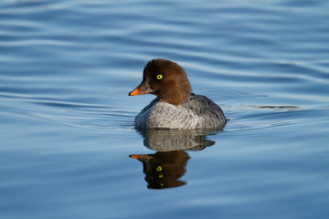 Common Goldeneye