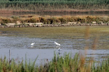 riserva naturale di vendicari, siracusa, sud della sicilia