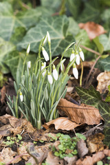 Early flowering Snowdrops (Galanthus) between dry leaves and ivy