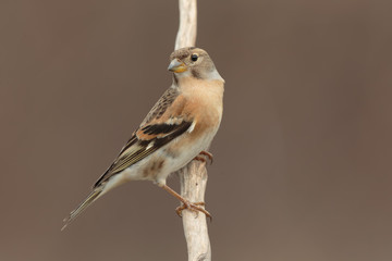 Brambling