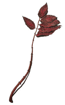 Hand drawn illustration of an autumn leaf. Ink and pencil sketch. 