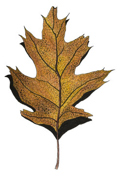 Hand drawn illustration of an autumn leaf. Ink and pencil sketch. 