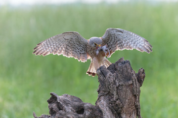 Kestrel 999