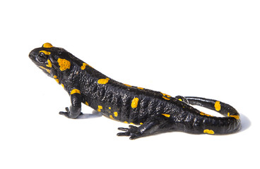 Obraz premium Jaszczurka salamandra na białym tle