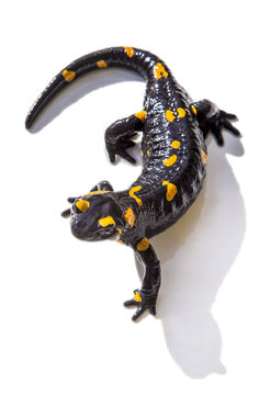 Salamander lizard on white background