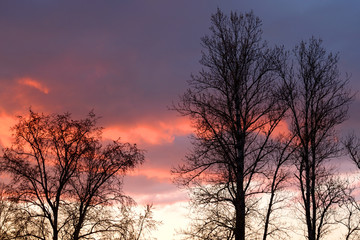 Fototapeta na wymiar Silhouettes of trees on a sunset background.