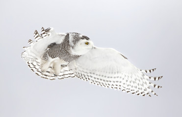 Snowy owl (Bubo scandiacus) isolated against a blue background flying low and hunting over a snow covered field in Canada