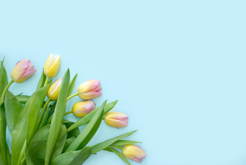 Spring flowers banner - bunch of pink tulip flowers on blue sky background. Flat lay, top view with copy space.