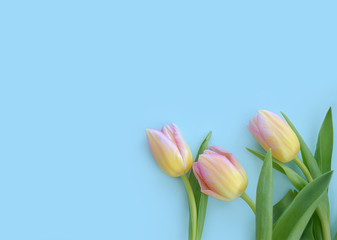 Lovely tulip flowers on sky blue background, holiday postcard for Women's Day or Mother's Day. Floral spring background with copy space. Flat lay.