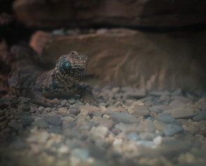 Primo piano a un rettile illuminato dalla luce che guarda in alto