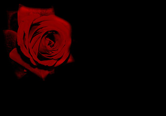 Una bella rosa rossa fiorita isolata su uno sfondo nero