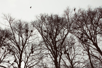 Silhouetten von kahlen Bäumen mit Nestern