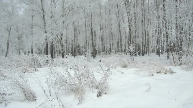 winter forest trees covered with hoarfrost and snow on a frosty cloudy day