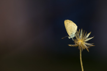 Butterfly insect on dried flower with macro closeup shot and blurred background.