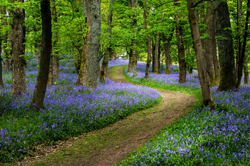 A path through the woods