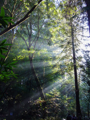 Light streaming through the trees