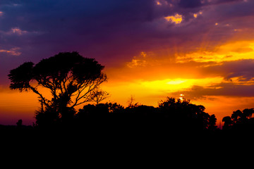 Sunset silhouette of trees 