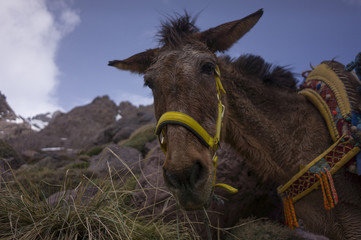 Mule. Muł w górach © Marcin