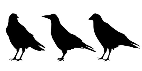 Set of three realistic silhouettes sitting ravens