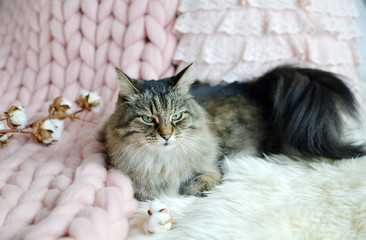 Cat Lying on Bed Giant Plaid Blanket Fur Bedroom, Winter Vibes Cosiness Relax